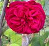 Tess of the d'Urbervilles rose photo