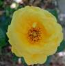 Arthur Bell rose photo