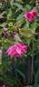 Bon Silène rose photo