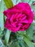 Frau O. Plegg rose photo