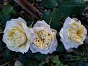 Peer Gynt rose photo