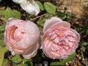 St. Cecilia ® rose photo