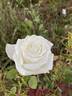 Sugar Moon rose photo