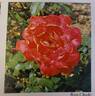 Rosy Cheeks rose photo