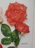 Fine Flare rose photo