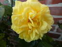 Emil Nolde rose photo