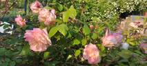 Marie van Houtte rose photo