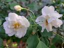 Katharina Zeimet rose photo