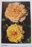 Anneka rose photo