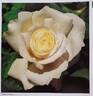 Another Chance rose photo