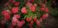 Coral Drift ® rose photo