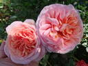 Oshun rose photo