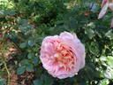 Oshun rose photo
