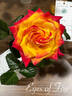 Eyes Of Fire rose photo