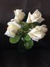 McGredy's Ivory rose photo