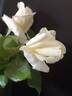 McGredy's Ivory rose photo
