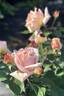 Buttercup rose photo
