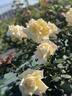 Burnaby rose photo