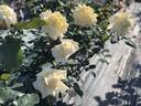 Burnaby rose photo