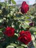 Brennende Liebe rose photo