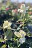 Caroline de Monaco ® rose photo