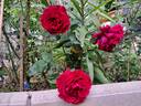 Frau O. Plegg rose photo