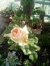 Feu Pernet-Ducher rose photo