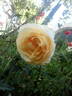 Feu Pernet-Ducher rose photo