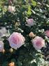 Polly rose photo