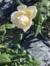 Edith Krause rose photo