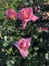 Astrée rose photo