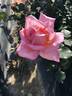 Astrée rose photo