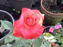 Night Fever rose photo