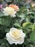 Chopin rose photo