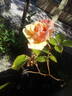 President Herbert Hoover rose photo