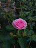 Pink Rosette rose photo