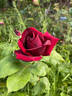Night rose photo