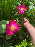 Carlin's Rhythm rose photo
