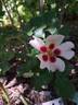 Coral Babylon Eyes rose photo