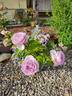 Silver Lining ™ rose photo