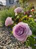 Silver Lining ™ rose photo
