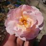 Magnolia Memories rose photo