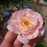 Magnolia Memories rose photo