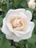 Easy Spirit ™ rose photo