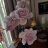 Violet Mist rose photo
