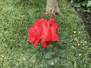 Night Fever rose photo