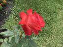 Night Fever rose photo