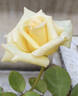 Madame Falcot rose photo