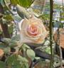 Madame Falcot rose photo