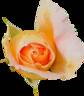 Tea Clipper rose photo
